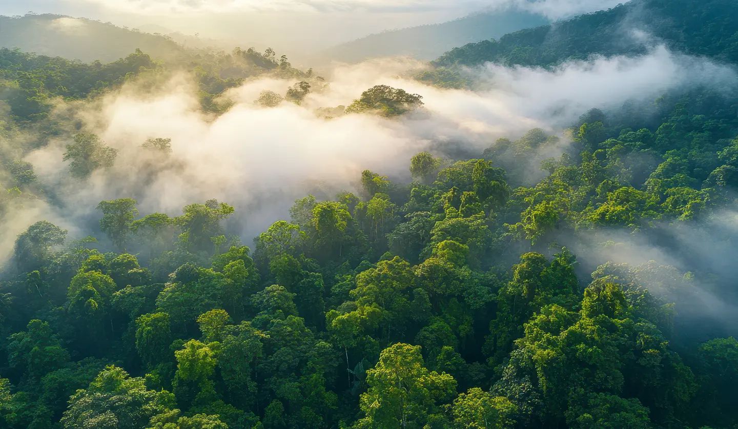 Forest landscape